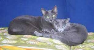Thornton, terrence levarr thornton, terrence thornton, and terrar. Milaya Family Name