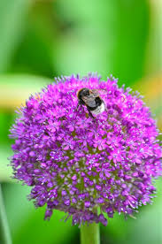 Maybe you would like to learn more about one of these? 2 408 Ecosystem Pollination Photos Free Royalty Free Stock Photos From Dreamstime
