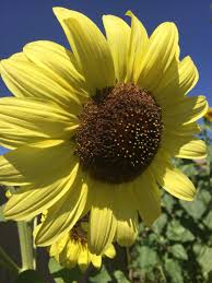 Chandler blvd., chandler az 85226. Pin By Bananashim On Flowers Sunflower Pictures Sunflower Flowers