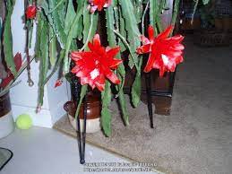 If you own a cactus, then you'll be keen to know how fast it will grow and how large it will get with time. Epiphyllums Forum Starting New Collection Of Epiphyllum Orchid Cactus Garden Org
