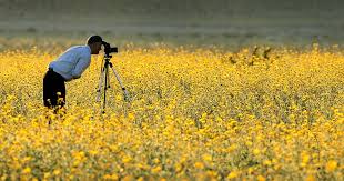 Death is the permanent, irreversible cessation of all biological functions that sustain a living organism. Death Valley Alive With Wildflowers