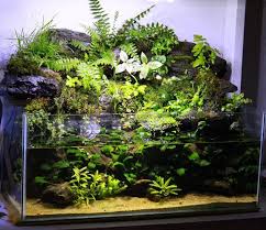 A Paludarium Is A Type Of Vivarium That Incorporates Both Terrestrial And Aquatic Elements Live Aquarium Plants Aquarium Garden Aquascape
