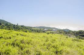 Image result for Urochloa oligotricha