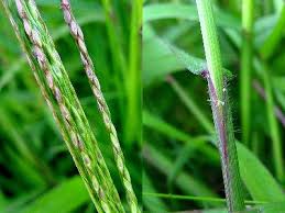 Image result for Digitaria acuminatissima