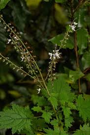 Image result for Plectranthus swynnertonii