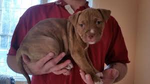 Health guarantees are good to verify that your puppy interested in a brindle pitbull mix? Pitbull Puppies Pets And Animals For Sale New Hampshire