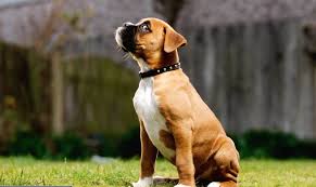 Indie female puppy for adoption. Boxer Puppies For Sale Near Me Akc European Boxer Puppies