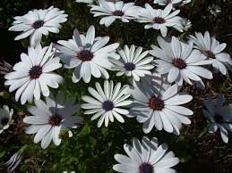 Image result for Osteospermum muricatum