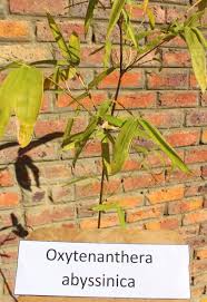Image result for Oxytenanthera abyssinica
