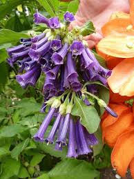 Image result for Iochroma