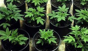 The Life Cycle Of Marijuana Plants I Love Growing Marijuana