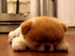 Hund süß welpe hund tier haustiere haustiere hund. Boo Der Susseste Hund Der Welt Ist Sooo Mude
