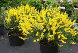 Cytisus Nigricans Cyni Schwarzwerdender Geissklee Fabaceae Hohe 30 100 Cm Klee
