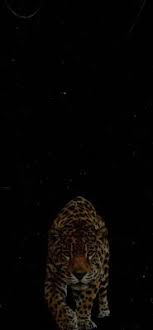 خلفيات سوداء للموبايل خلفيات سوداء فخمه خلفيات سوداء سادة خلفيات سيارات سوداء خلفيات سوداء ايفون خلفيات سوداء له mobile wallpaper animal tattoo wallpaper