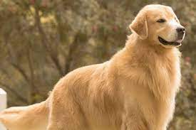 A Pelagem Do Golden Retriever Como Deixar O Golden Lindo E Cheiroso