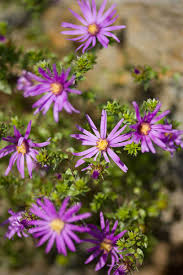 Evergreen jobs are a position at your organization that are always open, either because they how to select for evergreen jobs? 11 Of The Best Perennial Asters For Late Summer Color Gardener S Path