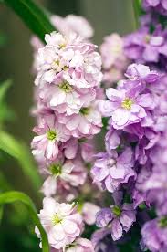 Image result for Matthiola