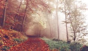 Find the perfect nature stock photos for your next project. Free Stock Photos Free Images And Vectors Stockvault
