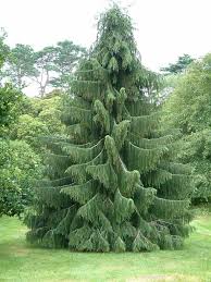 Check spelling or type a new query. Himalayan Spruce Picea Smithiana Morinda Spruce Tree Seeds Evergreen Weeping Evergreen Trees Evergreen Garden Conifers Garden