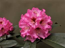 Pin On Rhododendron
