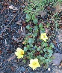 Image result for Hibiscus aethiopicus