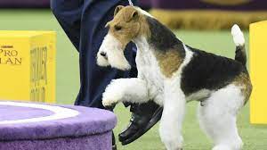 The westminster dog show returns to new york city for the 143rd time on monday (feb. Westminster Dog Show 2019 Breed Results Winners Fox Terrier Wins Best In Show Sporting News