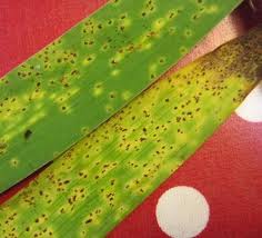 Triple action, ce spray agit en 3 minutes pour Yuck Iris Rust What To Do