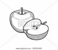 Download Apple Illustration Vector Photo Free Trial Bigstock