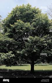 Image result for Ebenaceae