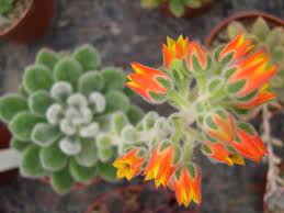 This flowering succulent can grow up to 10 feet tall with a very slow pace but can be maintained in small to medium containers. 12 Most Beautiful Flowering Succulents Succulents Box