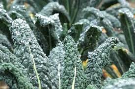 41 Fruits Et Legumes Qui Poussent Meme A L Ombre En 2020 Astuces De Jardinage Bio Potager Domestique Jardinage Potager