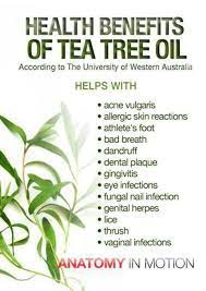31 Amazing Benefits Of Tea Tree Oil For Skin Hair And Health Tea Tree Oil Uses Oils Tea Tree Oil Benefits