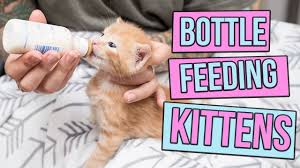Bottle Feeding Kitten Lady