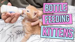 How To Safely Bottle Feed A Kitten