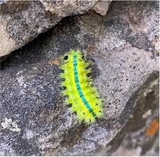 Image result for Cyathula orthacantha