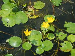 Image result for Nymphoides milnei