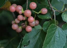 Image result for Cordia sp.A.