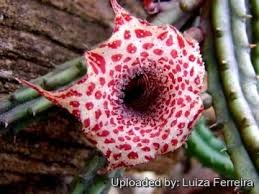 Image result for Huernia hislopii