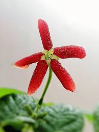 Image result for Stellaria mannii