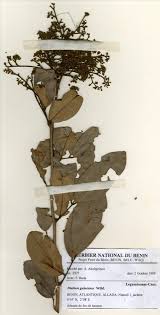 Image result for Dialium guineense