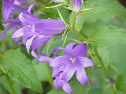 We did not find results for: Campanula Latifolia Wikipedia