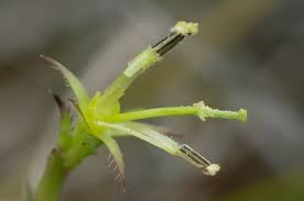 Image result for Monopsis