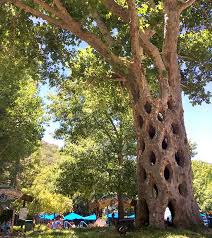 For an updated park calendar, ticket and membership pricing, and more information, visit the gilroy gardens website. Deep Rooted Secret At Gilroy Gardens