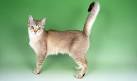 Burmilla Cat Breed | Facts, Highlights & Buying Advice ...