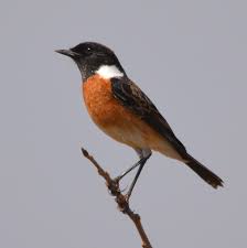 We did not find results for: African Stonechat Saxicola Torquatus Inaturalist