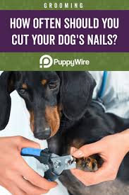 Pin On Dogs