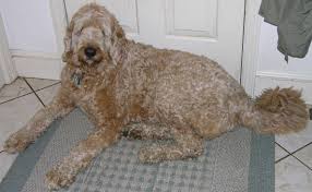 Try to find one that has experience with labradoodles. Labradoodle Simple English Wikipedia The Free Encyclopedia