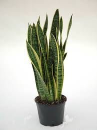 Piccole e resistenti, le succulente conquistano il podio delle piante ornamentali da appartamento. Piante Da Appartamento Grasse Verdi Con Fiori Come Prendersene Cura