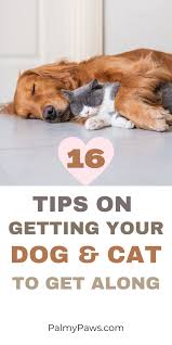 16 Helpful Tips On Getting Your Dog And Cat To Get Along In 2020 Dog Cat Your Dog Dogs