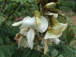 Image result for Tephrosia vogelii